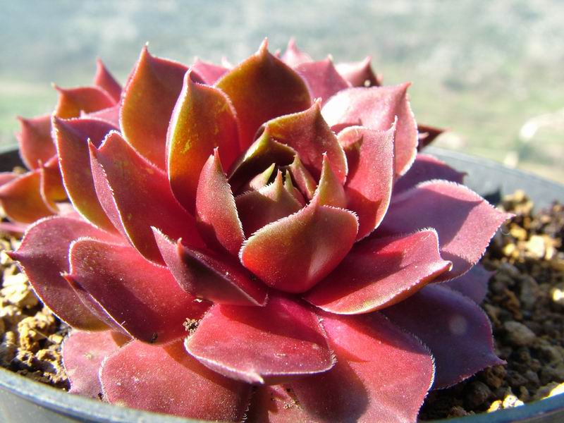 sempervivum cv. 'mondstein'