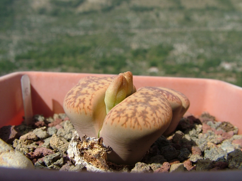 Lithops aucampiae 