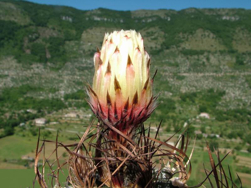 Astrophytum capricorne 