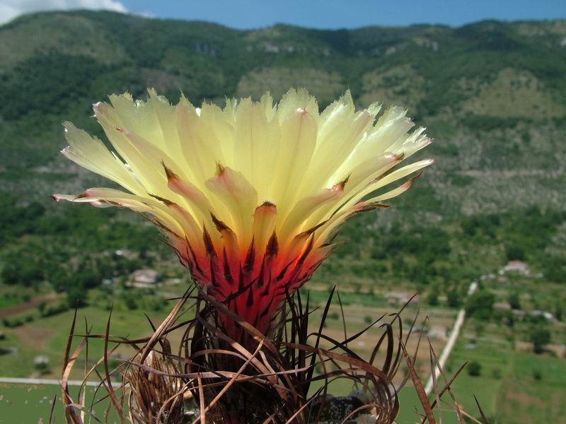 Astrophytum capricorne 