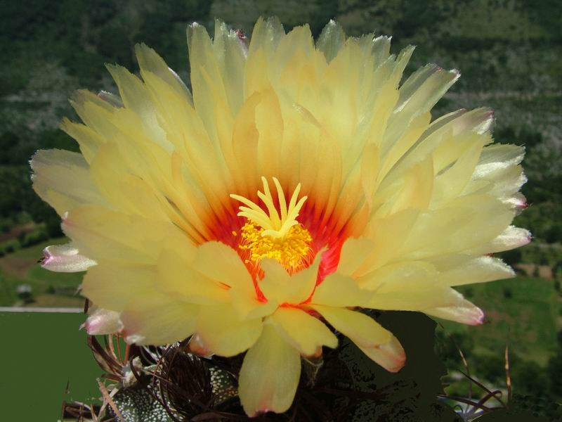 Astrophytum capricorne 