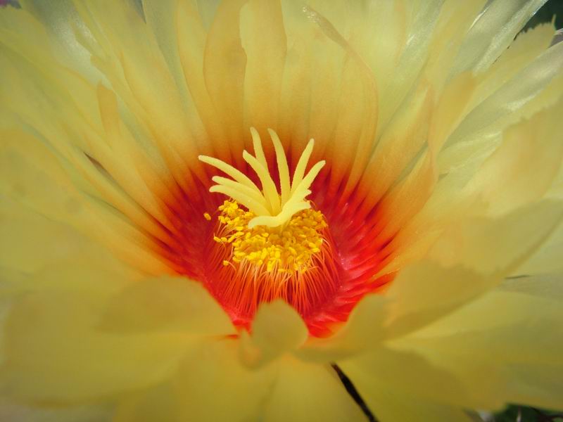 Astrophytum capricorne 