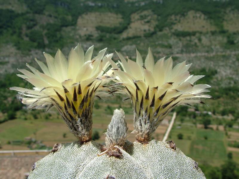 Astrophytum myriostigma v. quadricostatum 