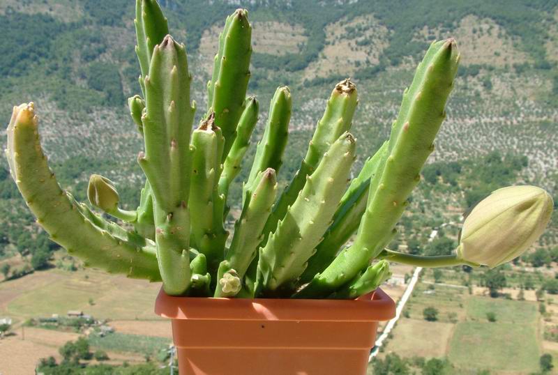 Stapelia grandiflora 