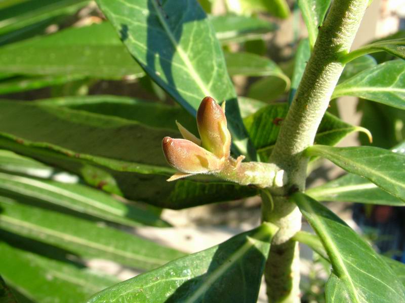 Adenium obesum 