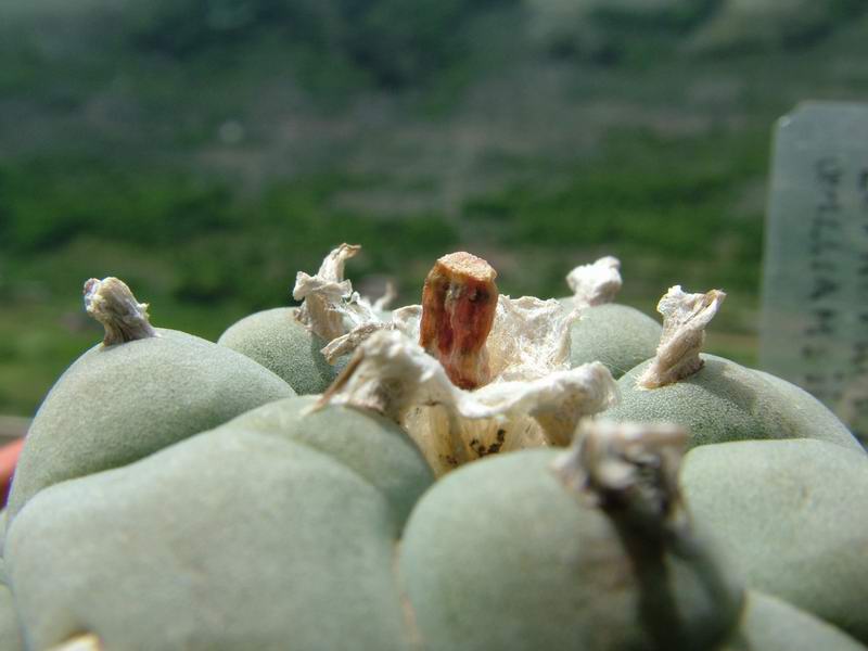 Lophophora williamsii 