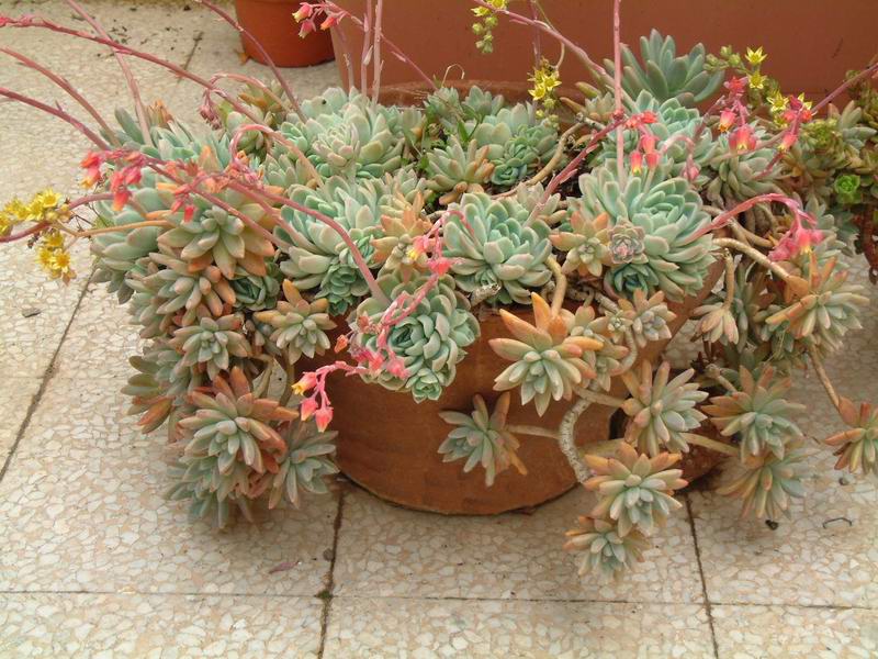 Echeveria elegans 