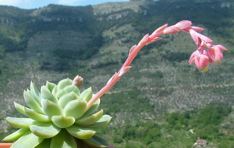 Echeveria elegans 