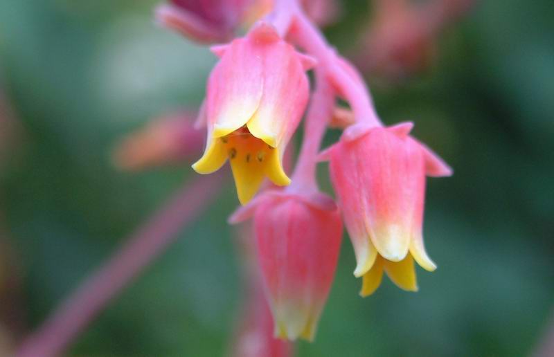 Echeveria elegans 