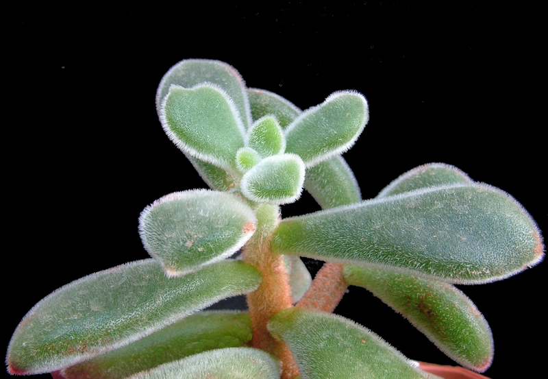 Cactofili - Forum di cactus e succulente :: Leggi ...