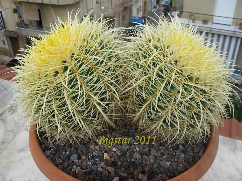 Echinocactus grusonii 