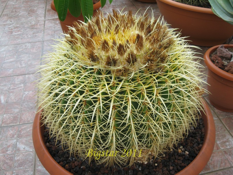 Echinocactus grusonii 