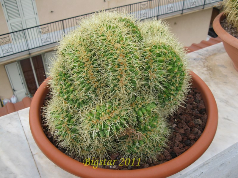 Echinocactus grusonii f. cristatus 