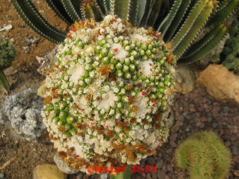 echinocactus grusonii v. inermis f. monstruosus