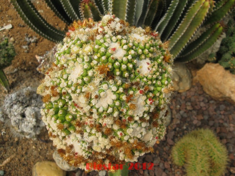 Echinocactus grusonii v. inermis f. monstruosus 