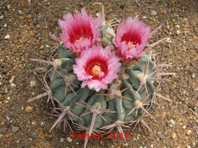 Echinocactus texensis 