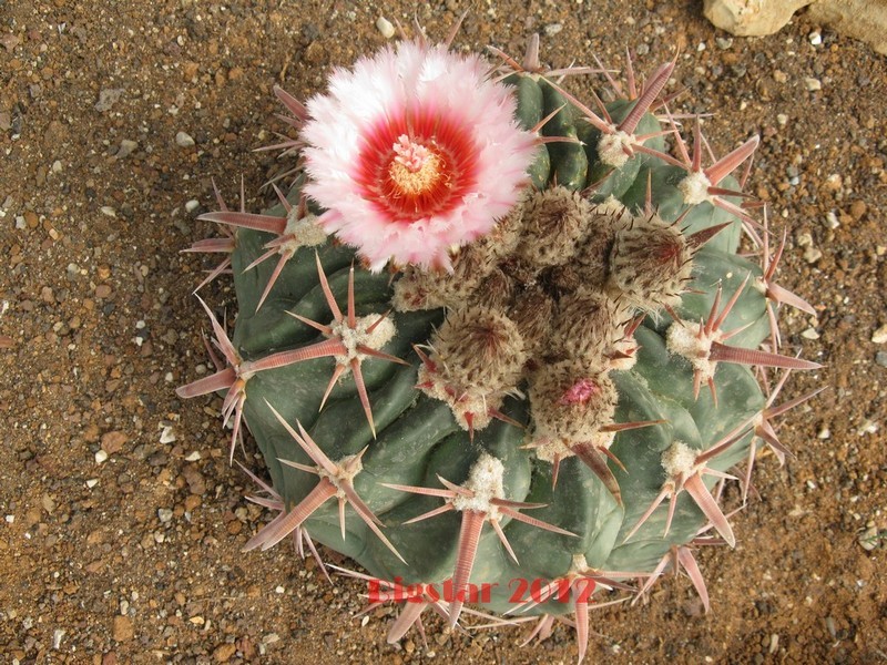 Echinocactus texensis 