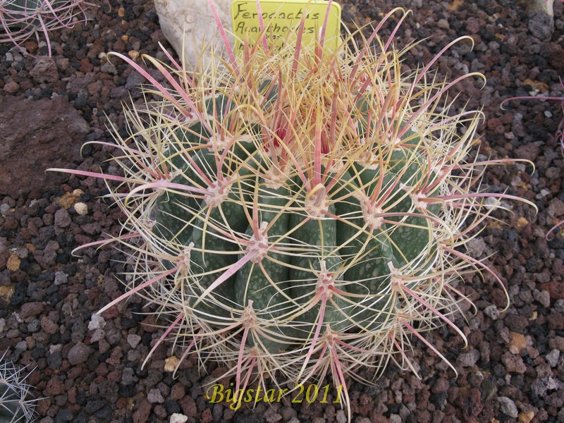 ferocactus acanthodes v. hertrichii