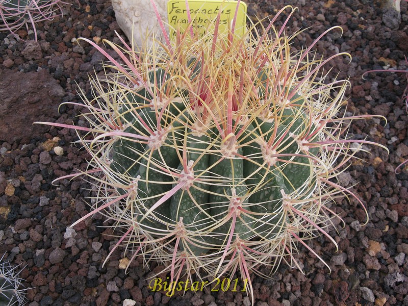 Ferocactus acanthodes v. hertrichii HK 1915