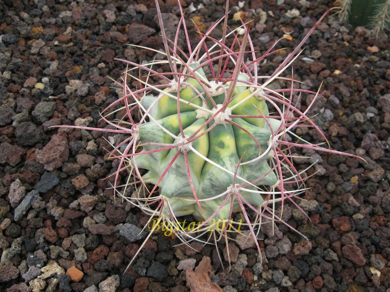 Ferocactus acanthodes 