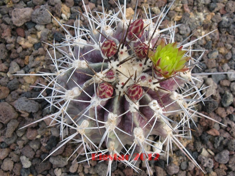 Ferocactus echidne v. rhodanthus 