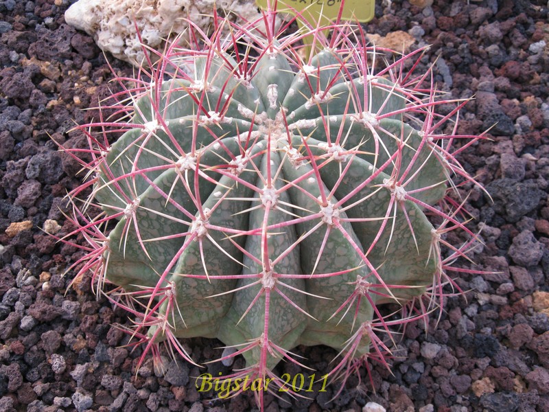 Ferocactus haematacanthus 