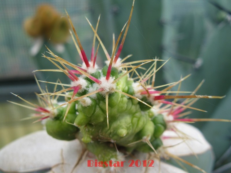 Ferocactus histrix f. monstruosus 