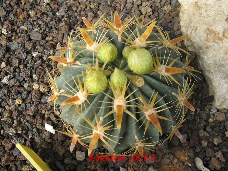 Ferocactus latispinus v. flavispinus 