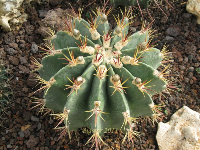 Ferocactus latispinus v. spiralis 