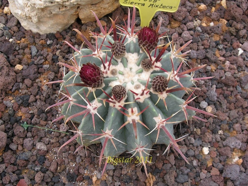 Ferocactus latispinus v. spiralis FO 68