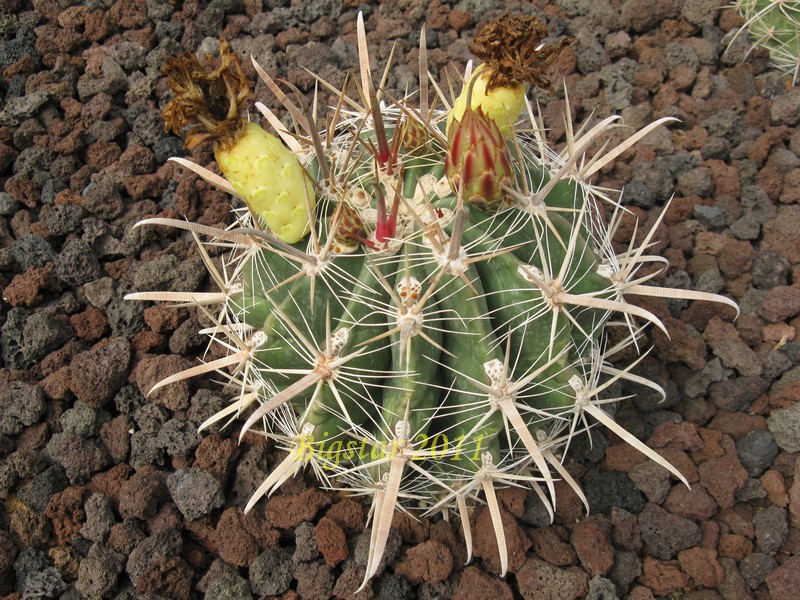 Ferocactus peninsulae ssp. santa-maria 