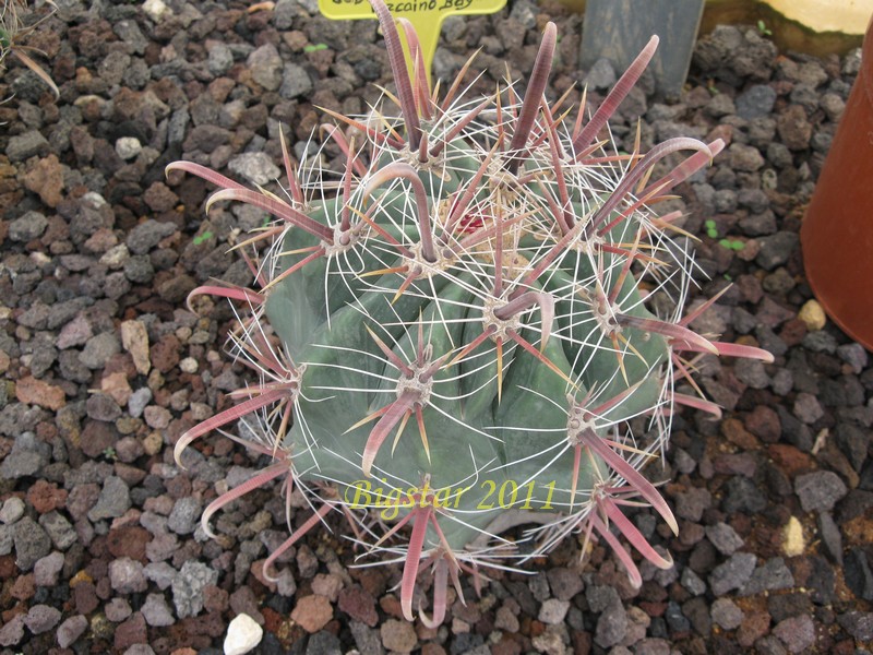 Ferocactus peninsulae v. viscainensis 