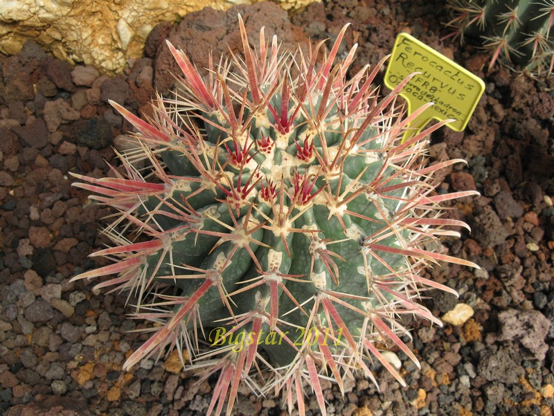 Ferocactus recurvus AFR 8