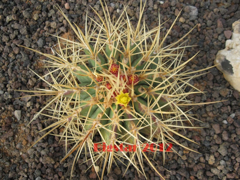 Ferocactus reppenhagenii 