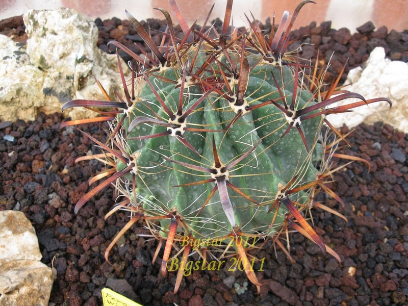 Ferocactus wislizeni ssp. herrerae RAP 13