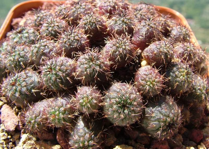 Frailea castanea 