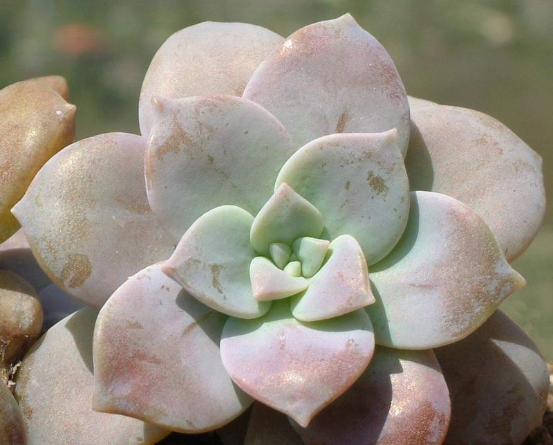 graptopetalum superbum