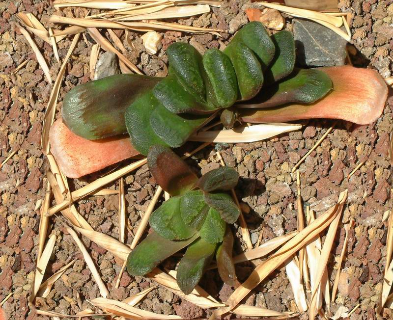 Haworthia truncata cv. Sizunami 