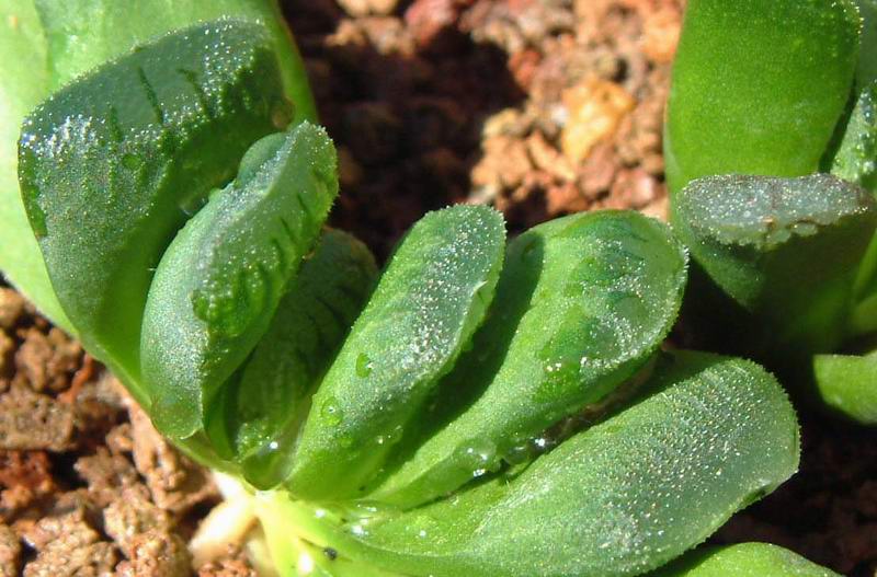 Haworthia truncata cv. sizunami 