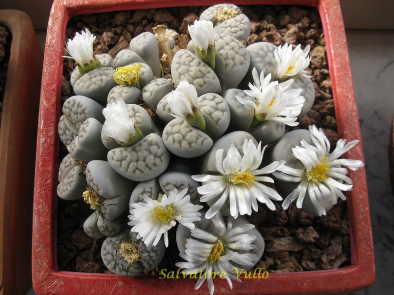 Lithops karasmontana C 168