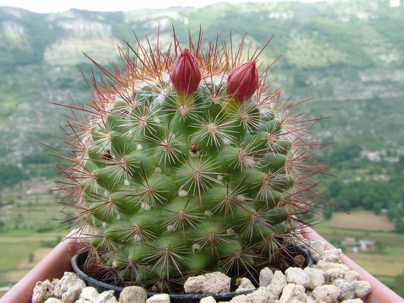 Mammillaria albrechtiana 