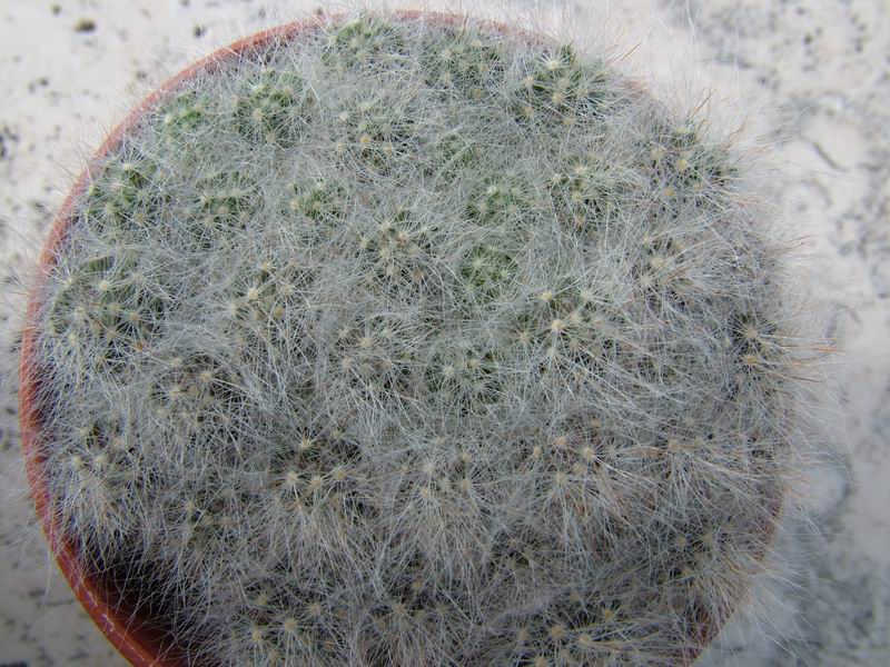 Mammillaria bocasana 