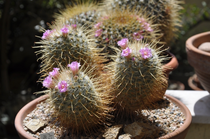 Mammillaria bombycina Rog 383