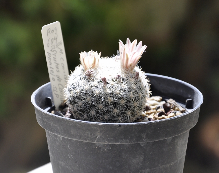 Mammillaria candida ROG 604