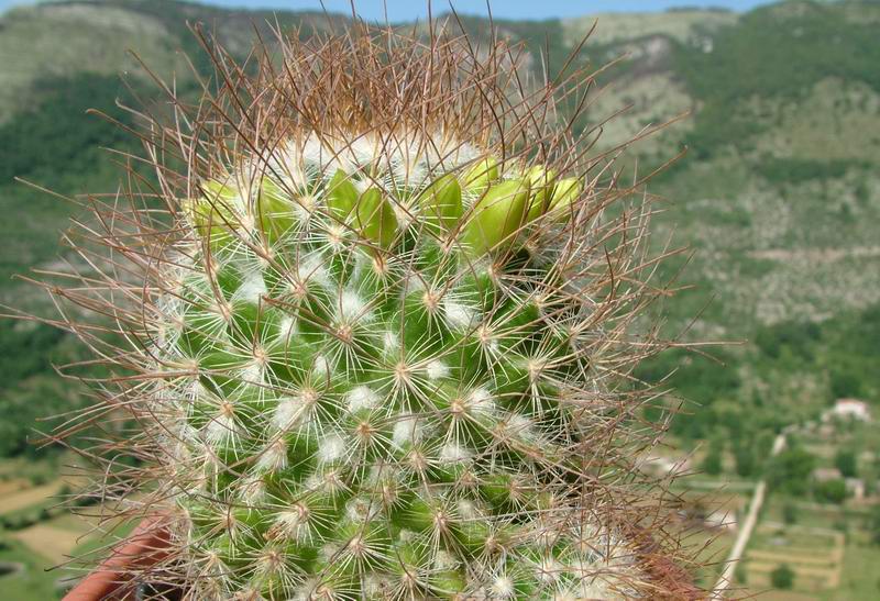 Mammillaria rekoi ssp. leptacantha "aureiflora" 