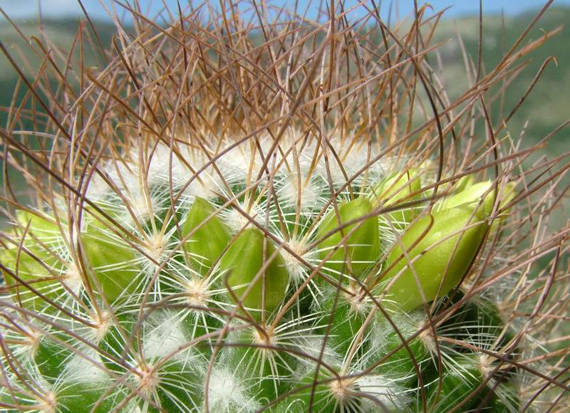 Mammillaria rekoi ssp. leptacantha "aureiflora" 