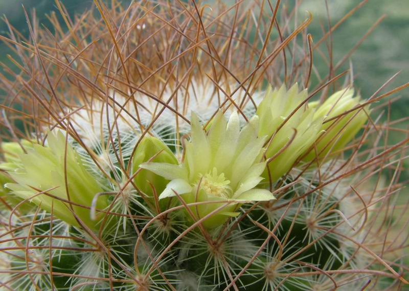 Mammillaria rekoi ssp. leptacantha 