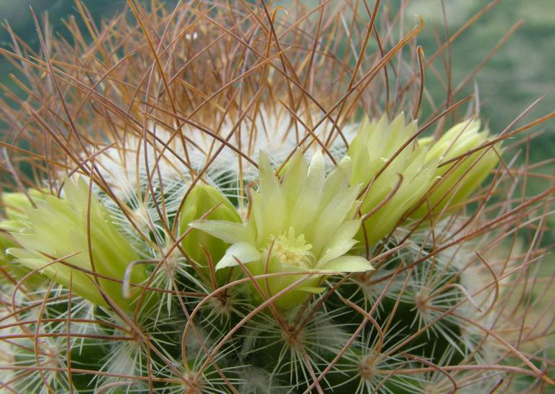 Mammillaria rekoi ssp. leptacantha "aureiflora" 