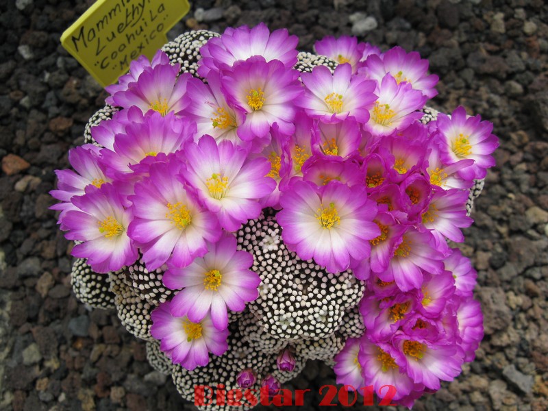 Mammillaria luethyi 