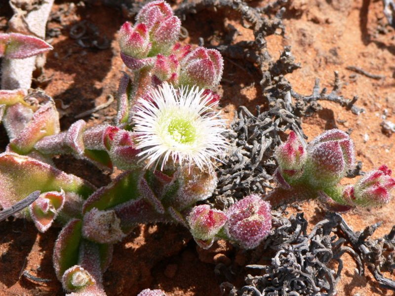 Mesembryanthemum crystallinum 